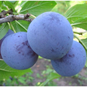 Саженцы сливы сорт Блюфри Саженцы сливы сорт Блюфри