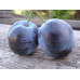 Саженцы сливы сорт Блюфри