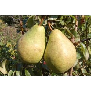 Саджанці груші зимової сорт Анжеліс, підщепа ВА-29 Саджанці груші зимової сорт Анжеліс, підщепа ВА-29