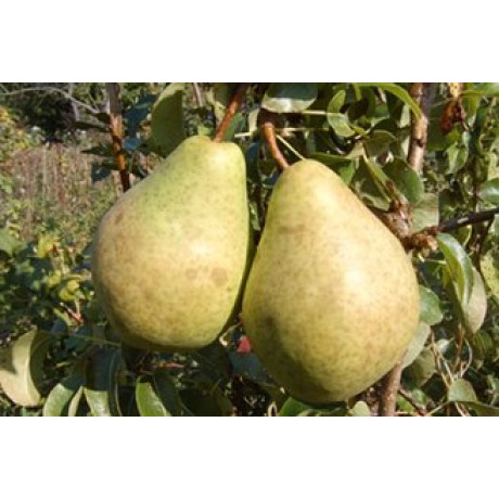 Саджанці груші зимової сорт Анжеліс, підщепа ВА-29 Саджанці груші зимової сорт Анжеліс, підщепа ВА-29