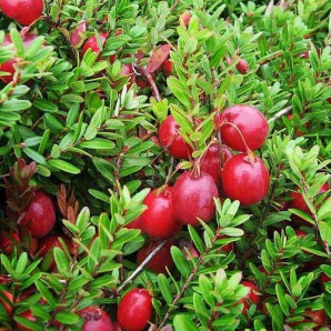 Саженцы клюквы Стивенс 1 летние, конт. Р9