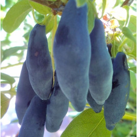 Жимолость Уссульга 1 летняя, конт. P9