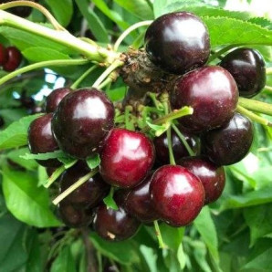 Саджанці черешні сорт Соверейжн, підщепа магалєпка Саджанці черешні сорт Соверейжн, підщепа магалєпка