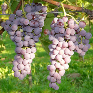 Виноград сорт Совинье Гри, полуупакованный