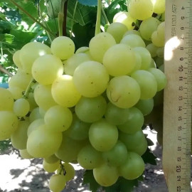 Виноград Спонсор, полуупакованный