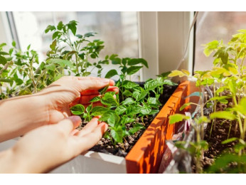 10 овощей, которые можно выращивать на подоконнике