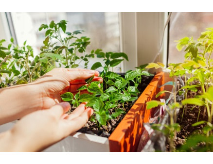 10 овощей, которые можно выращивать на подоконнике 10 овощей, которые можно выращивать на подоконнике