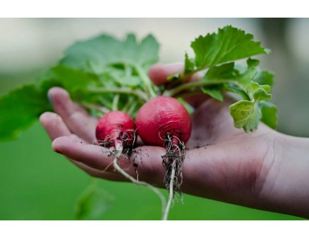 Пятерка советов как предотвратить стрелкование у редиса Пятерка советов как предотвратить стрелкование у редиса