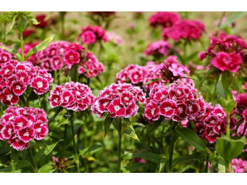 6 різновидів квітів, які сіють на розсаду у січні