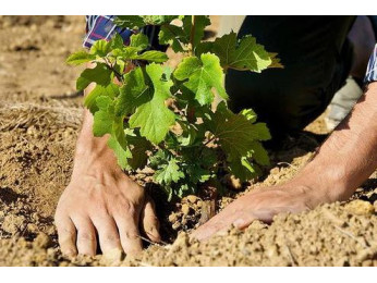 Особенности посадки Винограда Осенью своими руками. Рекомендации специалистов