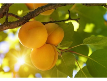 Все о весенней обрезке абрикосов