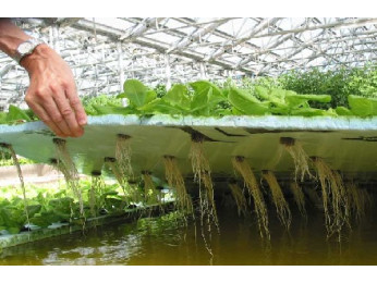 Аеропоніка: город без грунту