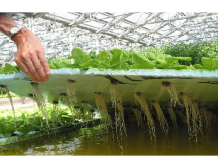 Аэропоника: огород без почвы Аэропоника: огород без почвы