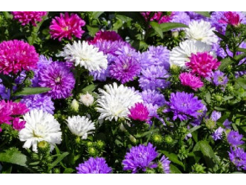 Астры многолетние