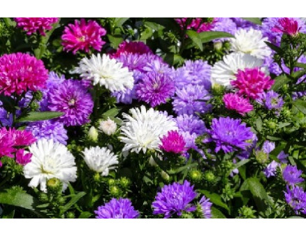 Астры многолетние