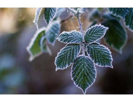Как правильно ухаживать за растениями в огороде во время заморозков