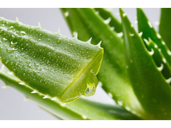 Алоэ вера: лечебные свойства и рекомендации по использованию