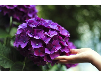 Азалии и гортензии в мае: как посадить правильно, чтобы зацвели уже этим летом