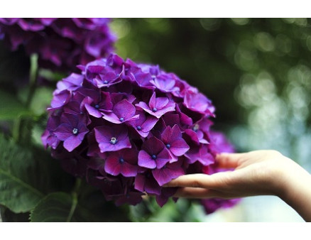 Азалии и гортензии в мае: как посадить правильно, чтобы зацвели уже этим летом