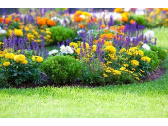 Багаторічні квіти, які не треба викопувати на зиму