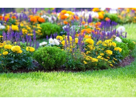 Многолетние цветы, которые не надо выкапывать на зиму Многолетние цветы, которые не надо выкапывать на зиму