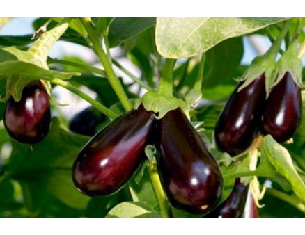 Рассада баклажанов в домашних условиях 