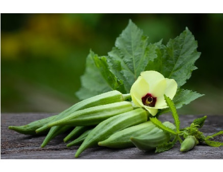 Съедобный экзот бамия: полезный и аппетитный овощ