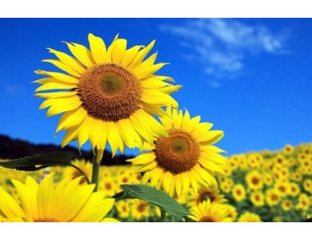 Хлопковая совка на подсолнечнике: что это и как с ней бороться