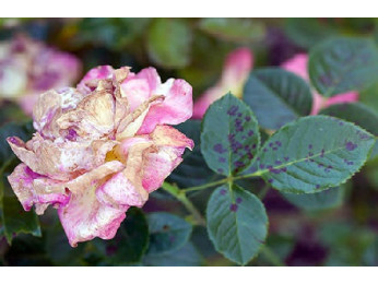 Болезни роз и способы их лечения