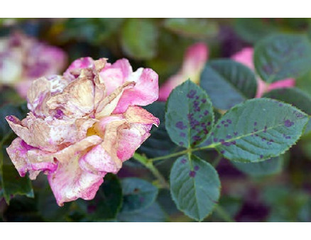 Болезни роз и способы их лечения Болезни роз и способы их лечения