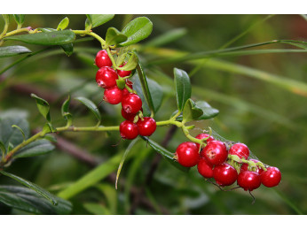 Лікувальні властивості листя брусниці про які Ви могли не знати