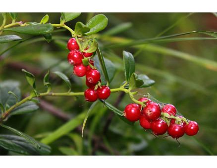 Лечебные свойства листьев брусники о которых Вы могли не знать Лечебные свойства листьев брусники о которых Вы могли не знать