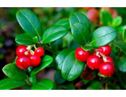 Брусника и годжи: необычные, но полезные ягодники для сада Брусника и годжи: необычные, но полезные ягодники для сада