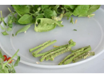 Бугорки белого цвета на листьях и побегах томата