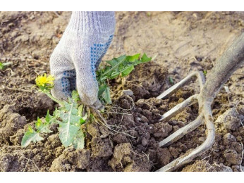 Быстро и эффективно избавляемся от сорняков в огороде. Методы, о которых вы даже не подозревали