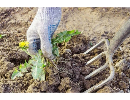 Быстро и эффективно избавляемся от сорняков в огороде. Методы, о которых вы даже не подозревали Быстро и эффективно избавляемся от сорняков в огороде. Методы, о которых вы даже не подозревали