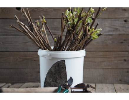 Черенкование винограда. Как правильно сделать, особенности Черенкование винограда. Как правильно сделать, особенности