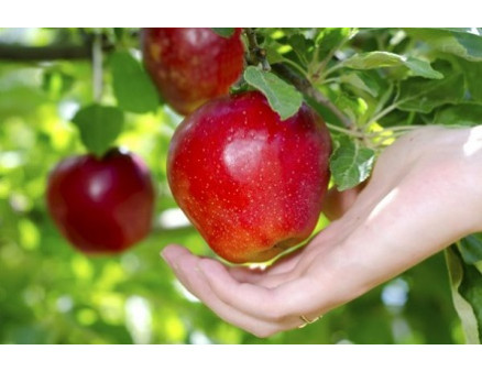 Почему не плодоносит яблоня – все возможные причины и советы, что делать