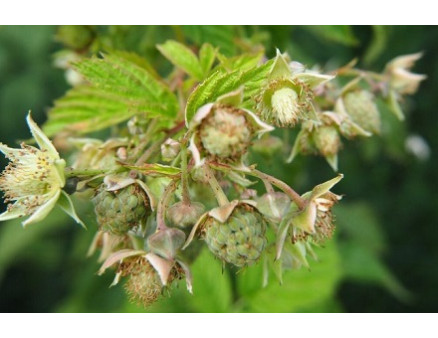 Почему не цветет ремонтантная малина 