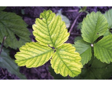 Почему листья клубники желтеют и что с этим делать