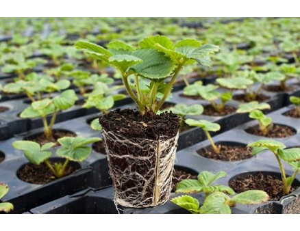 Почему клубника из кассеты приживается лучше и дает урожай уже в этом году - аргументы для практического садовода