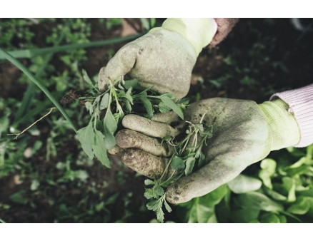 Чому варто боротись із бурʼянами восени?