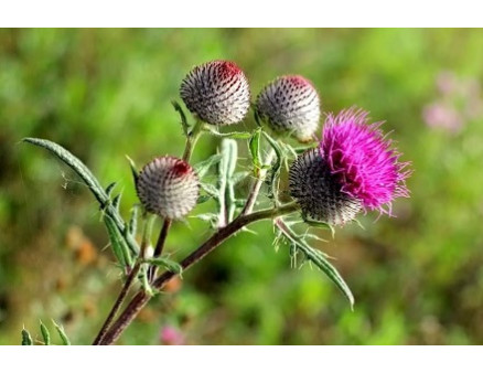 Почему выгодно выращивать расторопшу в Украине? Почему выгодно выращивать расторопшу в Украине?