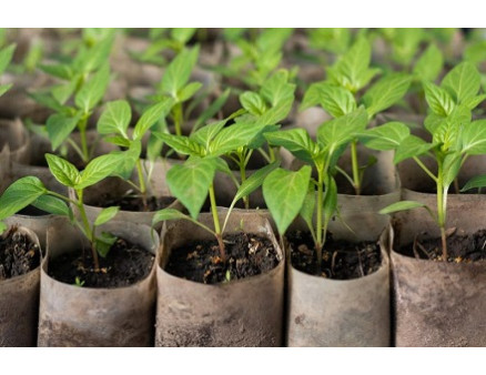 Черная ножка у рассады. Способы борьбы и профилактики Черная ножка у рассады. Способы борьбы и профилактики