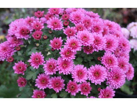 Хризантема мультифлора. Как сохранить ее до следующего года?