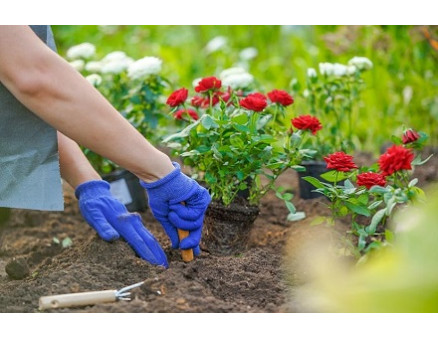 Можно ли пересаживать розы во время цветения?