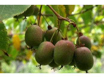 Болезни и вредители, которые угрожают актинидии