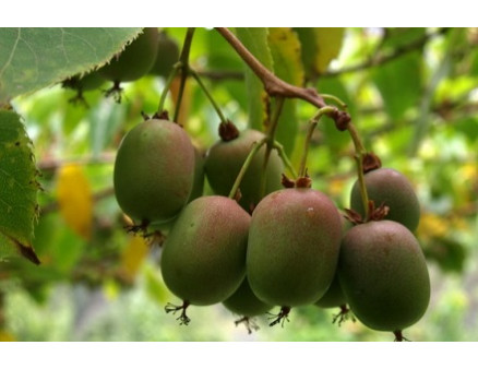 Хвороби та шкідники, які загрожують актинідії