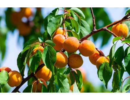 Чем подкормить абрикос, чтобы был богатый урожай?