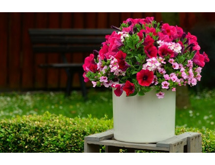 Чем подкормить петунию?